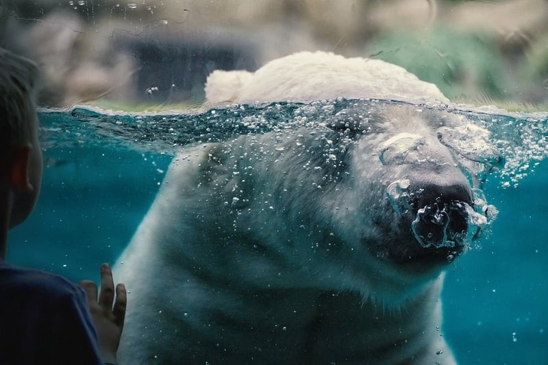 Polar Voyages